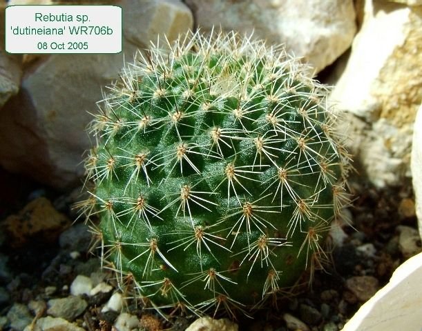 Rebutia_ sp.'dutineiana' WR706b_ 01